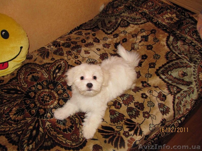 Предлагаю щенков Mальтезе (Mальтийская болонка)  - <ro>Изображение</ro><ru>Изображение</ru> #4, <ru>Объявление</ru> #473025