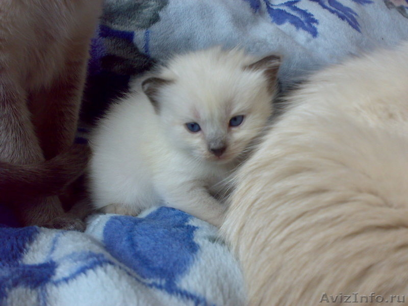 Продам бирманских котят в хорошие руки - <ro>Изображение</ro><ru>Изображение</ru> #3, <ru>Объявление</ru> #471608