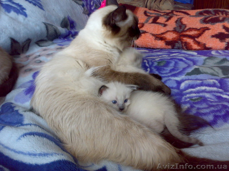 Продам бирманских котят в хорошие руки - <ro>Изображение</ro><ru>Изображение</ru> #4, <ru>Объявление</ru> #471608