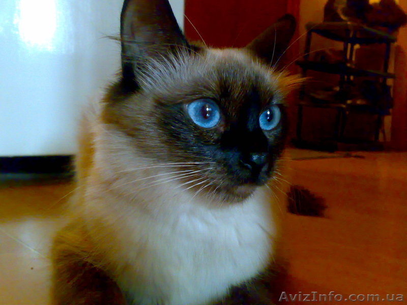 Продам бирманских котят в хорошие руки - <ro>Изображение</ro><ru>Изображение</ru> #5, <ru>Объявление</ru> #471608