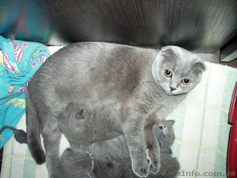 Чистокровная Шотландская Принцеска. - <ro>Изображение</ro><ru>Изображение</ru> #6, <ru>Объявление</ru> #479008