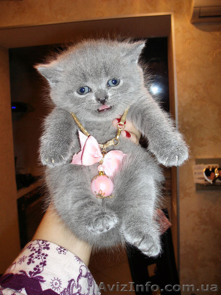 Чистокровная Шотландская Принцеска. - <ro>Изображение</ro><ru>Изображение</ru> #2, <ru>Объявление</ru> #479008