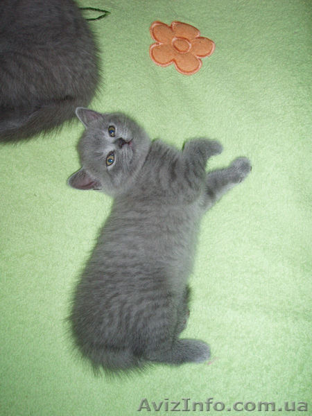 Чистокровная Шотландская Принцеска. - <ro>Изображение</ro><ru>Изображение</ru> #1, <ru>Объявление</ru> #479008