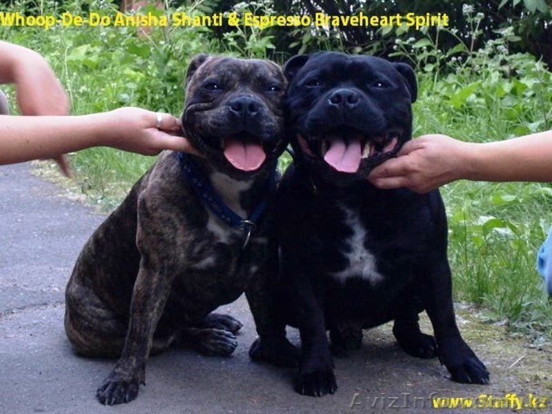 Стаффордширского бультерьера щенки - <ro>Изображение</ro><ru>Изображение</ru> #7, <ru>Объявление</ru> #482581