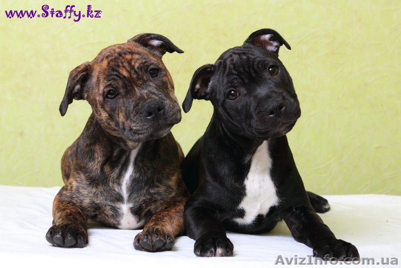 Стаффордширского бультерьера щенки - <ro>Изображение</ro><ru>Изображение</ru> #4, <ru>Объявление</ru> #482581