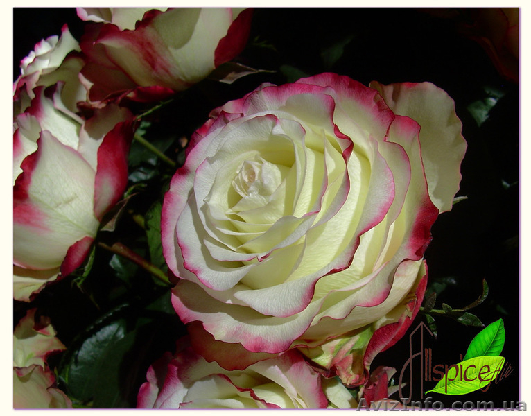 Опт.Цветы с плантаций Эквадора. - <ro>Изображение</ro><ru>Изображение</ru> #1, <ru>Объявление</ru> #458094