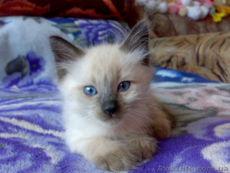Продам бирманских котят в хорошие руки - <ro>Изображение</ro><ru>Изображение</ru> #2, <ru>Объявление</ru> #471608