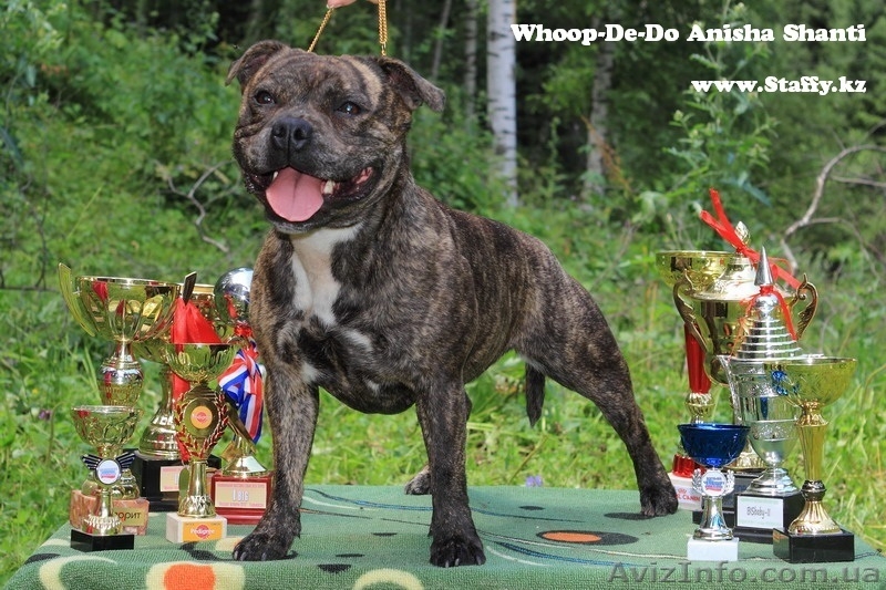 Стаффордширского бультерьера щенки - <ro>Изображение</ro><ru>Изображение</ru> #6, <ru>Объявление</ru> #482581