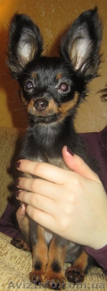 РУССКИЙ ТОЙ ДЛИННОШЕРСТНЫЙ - <ro>Изображение</ro><ru>Изображение</ru> #2, <ru>Объявление</ru> #490597