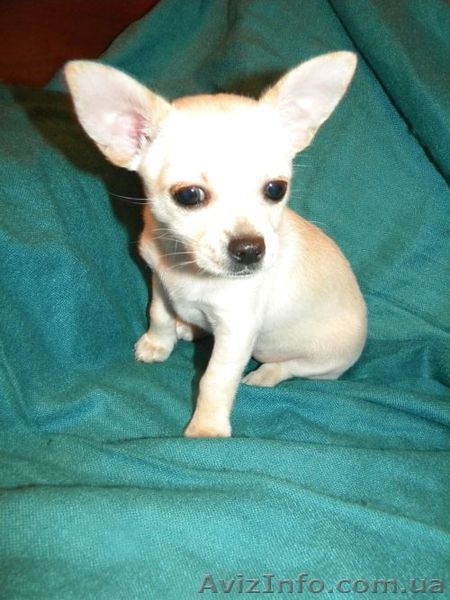Очаровательная малышка чbхуахуа - <ro>Изображение</ro><ru>Изображение</ru> #2, <ru>Объявление</ru> #500393