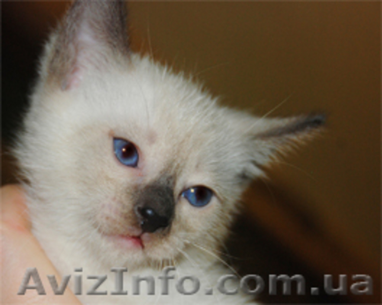 Сиамский (тайский) котёнок - <ro>Изображение</ro><ru>Изображение</ru> #1, <ru>Объявление</ru> #500895