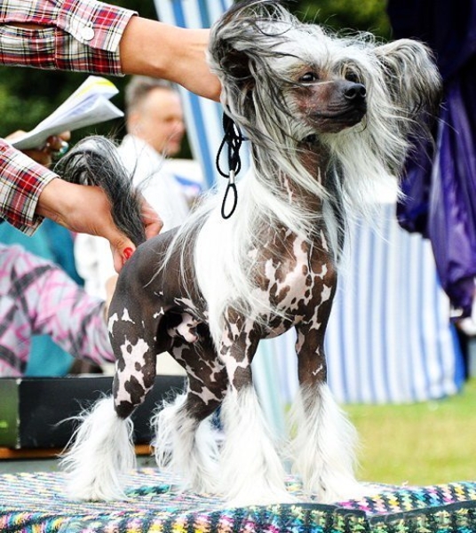 Китайской хохлатой ИнтерЧемпион приглашает подруг на вязку - <ro>Изображение</ro><ru>Изображение</ru> #4, <ru>Объявление</ru> #512395