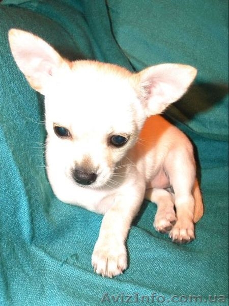 Очаровательная малышка чbхуахуа - <ro>Изображение</ro><ru>Изображение</ru> #1, <ru>Объявление</ru> #500393