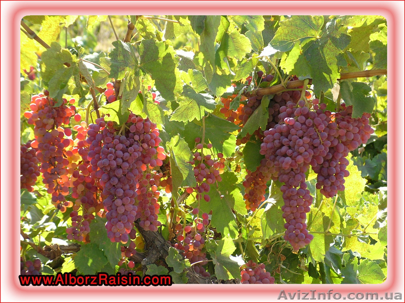 ПРОДАМ ШАФРАН. КАРДАМОН,  Изюм, мак ЧАЙ В МЕШКАХ - <ro>Изображение</ro><ru>Изображение</ru> #3, <ru>Объявление</ru> #506068