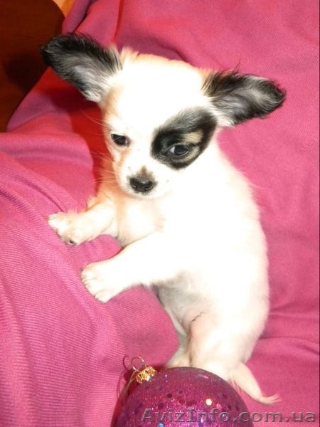 Миниатюрный длинношерстный чихуахуа - <ro>Изображение</ro><ru>Изображение</ru> #1, <ru>Объявление</ru> #500388