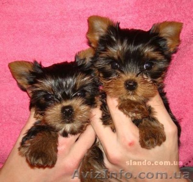 Продаются щенки шоу класса йоркширского терьера  - <ro>Изображение</ro><ru>Изображение</ru> #2, <ru>Объявление</ru> #512744