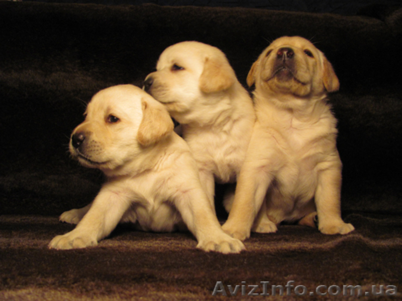 Продаются роскошные щенки лабрадора палевого окраса - <ro>Изображение</ro><ru>Изображение</ru> #5, <ru>Объявление</ru> #512878