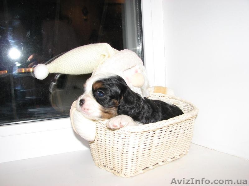 Щенки кавалер кинг чарльз спаниеля шоу класса - <ro>Изображение</ro><ru>Изображение</ru> #1, <ru>Объявление</ru> #504063