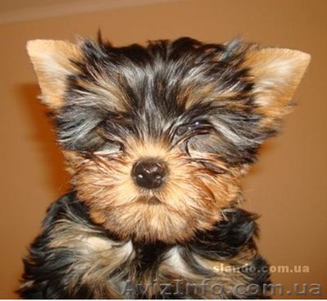Продаются щенки шоу класса йоркширского терьера  - <ro>Изображение</ro><ru>Изображение</ru> #3, <ru>Объявление</ru> #512744