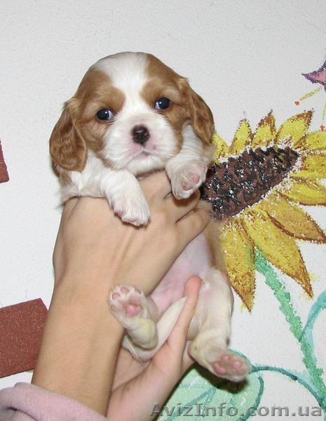 Щенки кавалер кинг чарльз спаниеля шоу класса - <ro>Изображение</ro><ru>Изображение</ru> #2, <ru>Объявление</ru> #504063