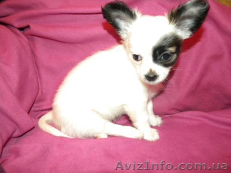 Миниатюрный длинношерстный чихуахуа - <ro>Изображение</ro><ru>Изображение</ru> #3, <ru>Объявление</ru> #500388