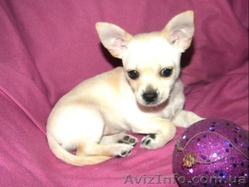 Очаровательная малышка чbхуахуа - <ro>Изображение</ro><ru>Изображение</ru> #5, <ru>Объявление</ru> #500393