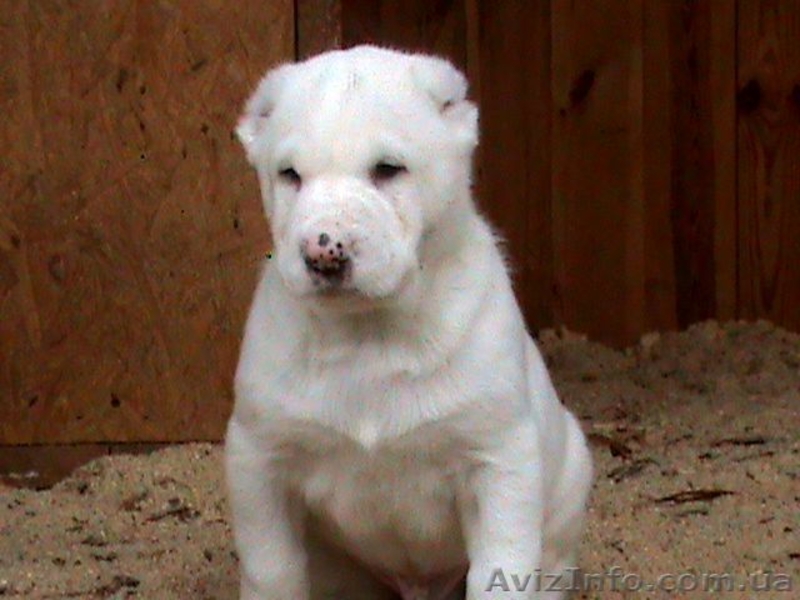 элитные белые  щенки среднеазиатской овчарки - <ro>Изображение</ro><ru>Изображение</ru> #1, <ru>Объявление</ru> #498035