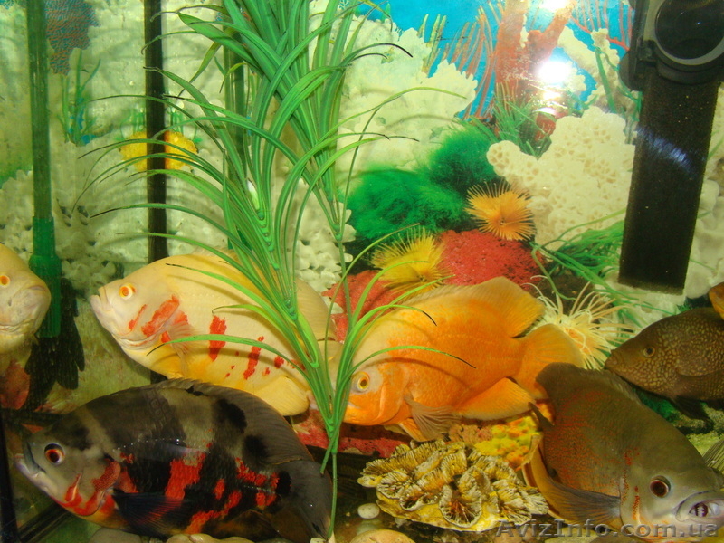 продам астронотусов - <ro>Изображение</ro><ru>Изображение</ru> #4, <ru>Объявление</ru> #513923