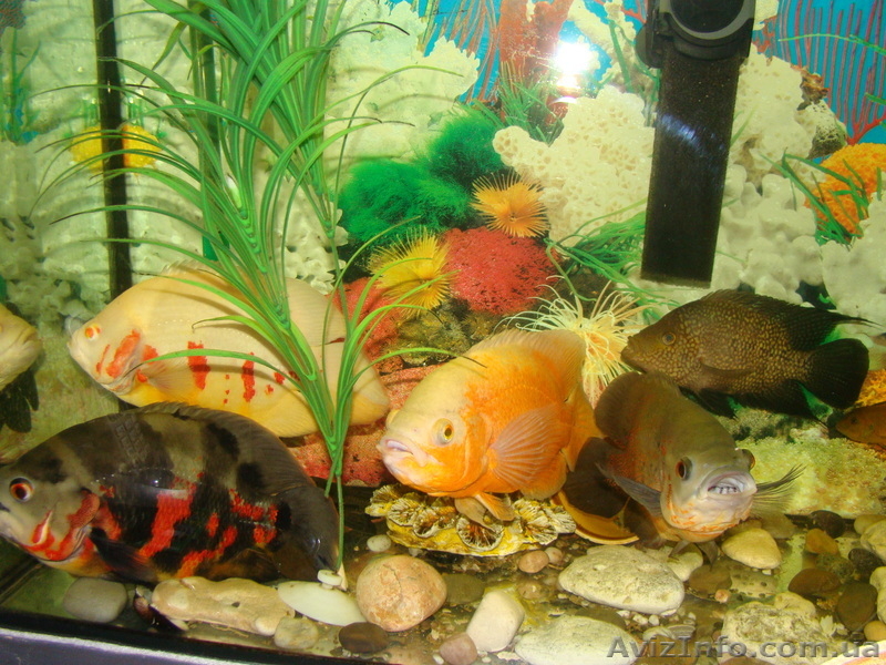 продам астронотусов - <ro>Изображение</ro><ru>Изображение</ru> #3, <ru>Объявление</ru> #513923