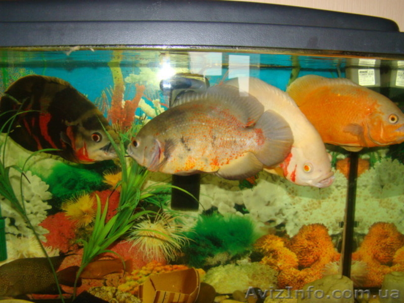 продам астронотусов - <ro>Изображение</ro><ru>Изображение</ru> #7, <ru>Объявление</ru> #513923