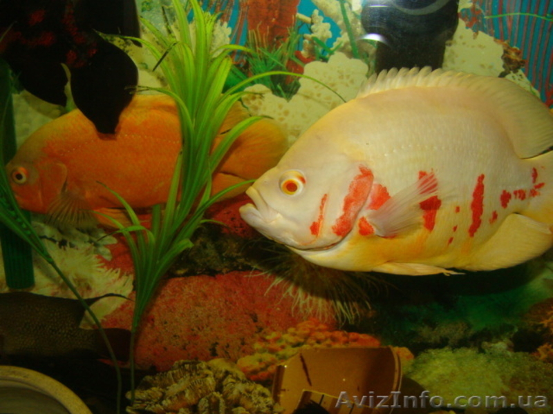 продам астронотусов - <ro>Изображение</ro><ru>Изображение</ru> #5, <ru>Объявление</ru> #513923