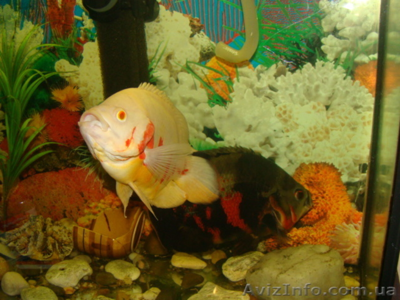 продам астронотусов - <ro>Изображение</ro><ru>Изображение</ru> #6, <ru>Объявление</ru> #513923