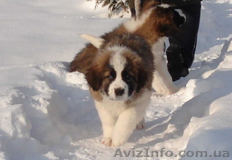 Московская сторожевая-элитные щенки от Чемпиона Украины - <ro>Изображение</ro><ru>Изображение</ru> #2, <ru>Объявление</ru> #515114