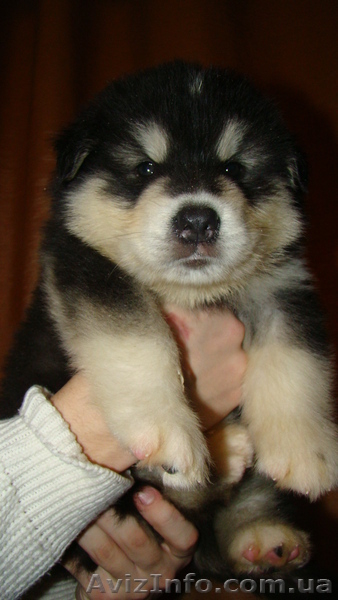 Щенки Аляскинского маламута шоу класса - <ro>Изображение</ro><ru>Изображение</ru> #3, <ru>Объявление</ru> #491948