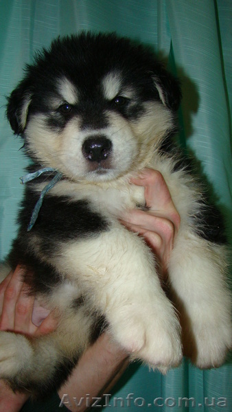 Щенки Аляскинского маламута шоу класса - <ro>Изображение</ro><ru>Изображение</ru> #5, <ru>Объявление</ru> #491948