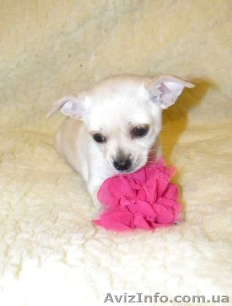 Очаровательная малышка чbхуахуа - <ro>Изображение</ro><ru>Изображение</ru> #10, <ru>Объявление</ru> #500393