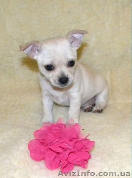 Очаровательная малышка чbхуахуа - <ro>Изображение</ro><ru>Изображение</ru> #9, <ru>Объявление</ru> #500393