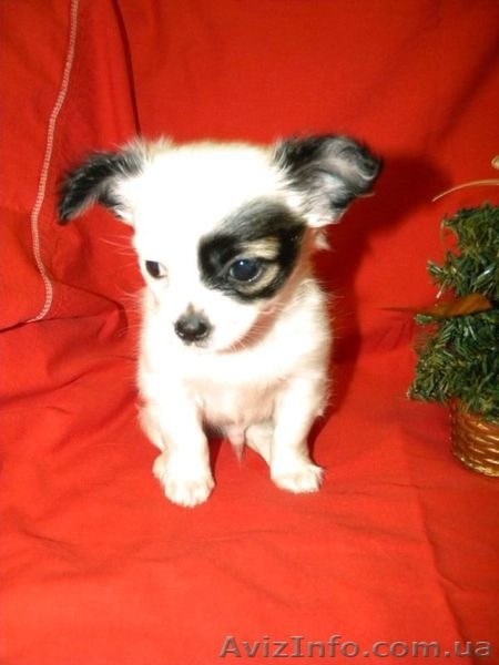 Миниатюрный длинношерстный чихуахуа - <ro>Изображение</ro><ru>Изображение</ru> #6, <ru>Объявление</ru> #500388