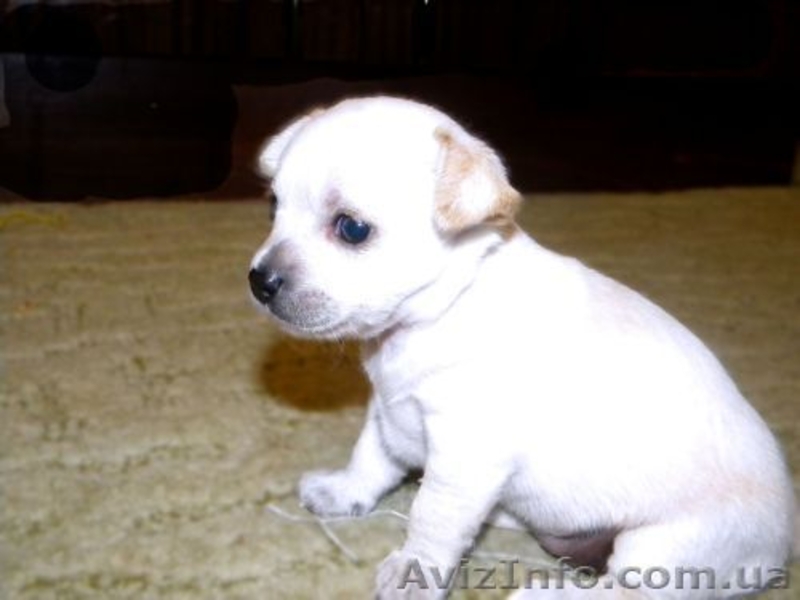 Очаровательная малышка чbхуахуа - <ro>Изображение</ro><ru>Изображение</ru> #7, <ru>Объявление</ru> #500393