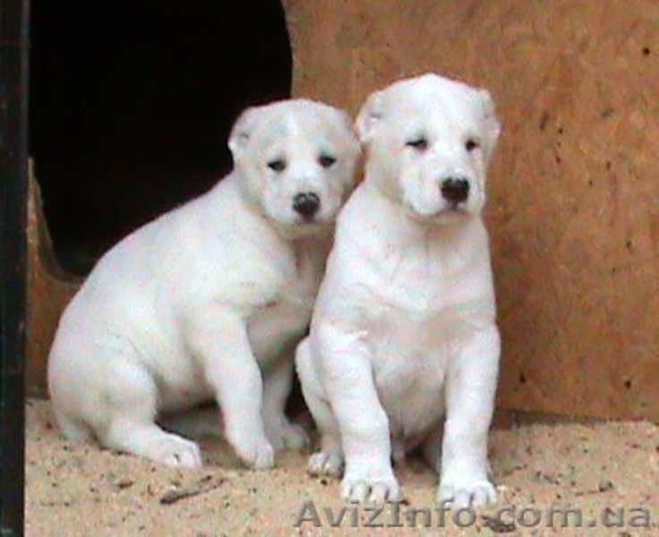 элитные белые  щенки среднеазиатской овчарки - <ro>Изображение</ro><ru>Изображение</ru> #2, <ru>Объявление</ru> #498035