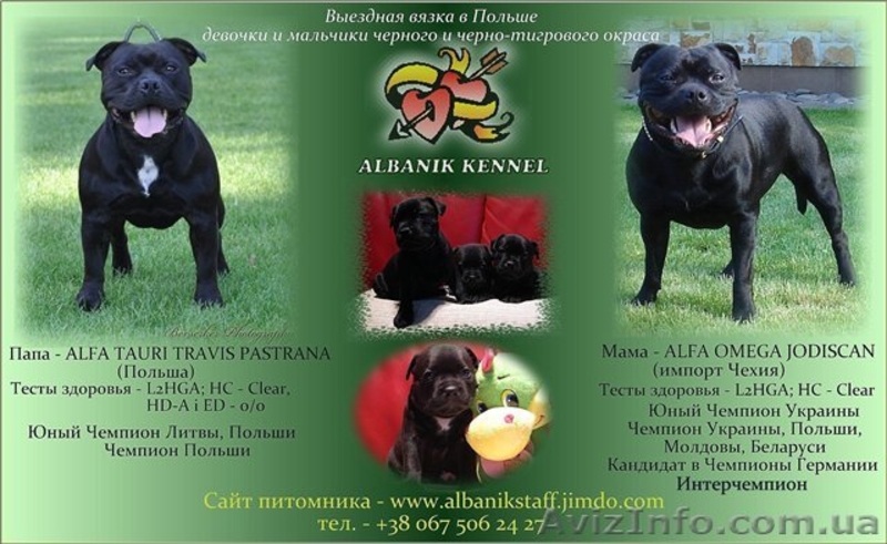 Английский стаффордширский бультерьер - <ro>Изображение</ro><ru>Изображение</ru> #1, <ru>Объявление</ru> #503409