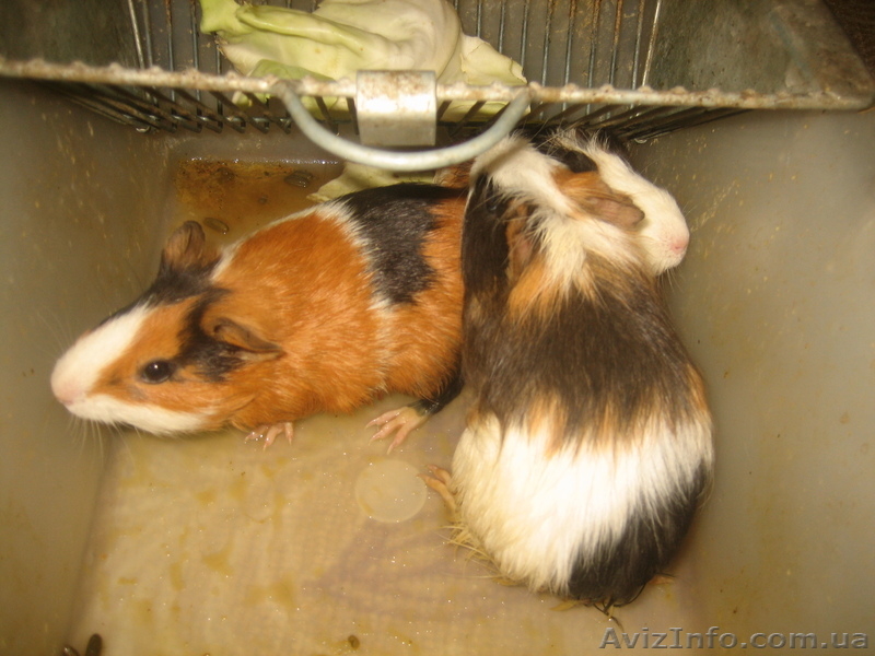 Шикарные свиночки - <ro>Изображение</ro><ru>Изображение</ru> #2, <ru>Объявление</ru> #489993