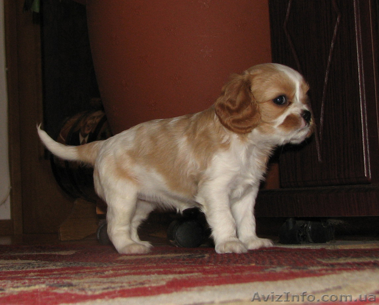 Щенки кавалер кинг чарльз спаниеля шоу класса - <ro>Изображение</ro><ru>Изображение</ru> #3, <ru>Объявление</ru> #504063