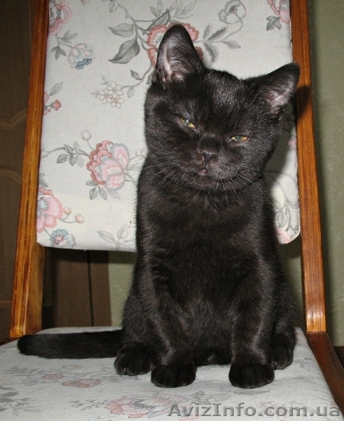 Британские чистокровные короткошерстные котята. - <ro>Изображение</ro><ru>Изображение</ru> #3, <ru>Объявление</ru> #494917