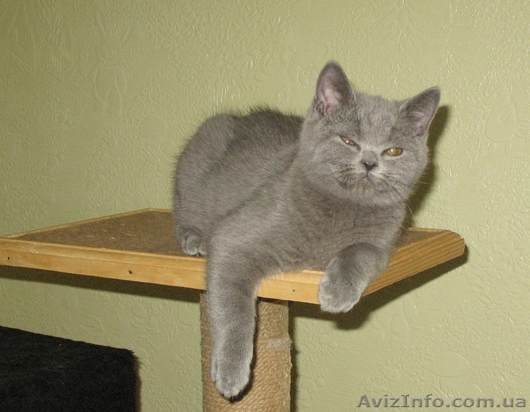 Британские чистокровные короткошерстные котята. - <ro>Изображение</ro><ru>Изображение</ru> #2, <ru>Объявление</ru> #494917