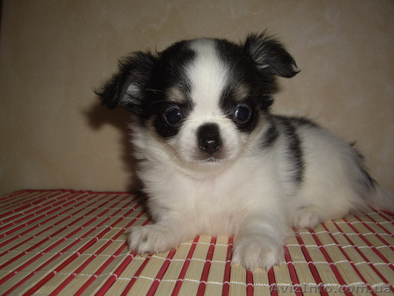 Чихуахуа. Мини щенки - <ro>Изображение</ro><ru>Изображение</ru> #3, <ru>Объявление</ru> #490203