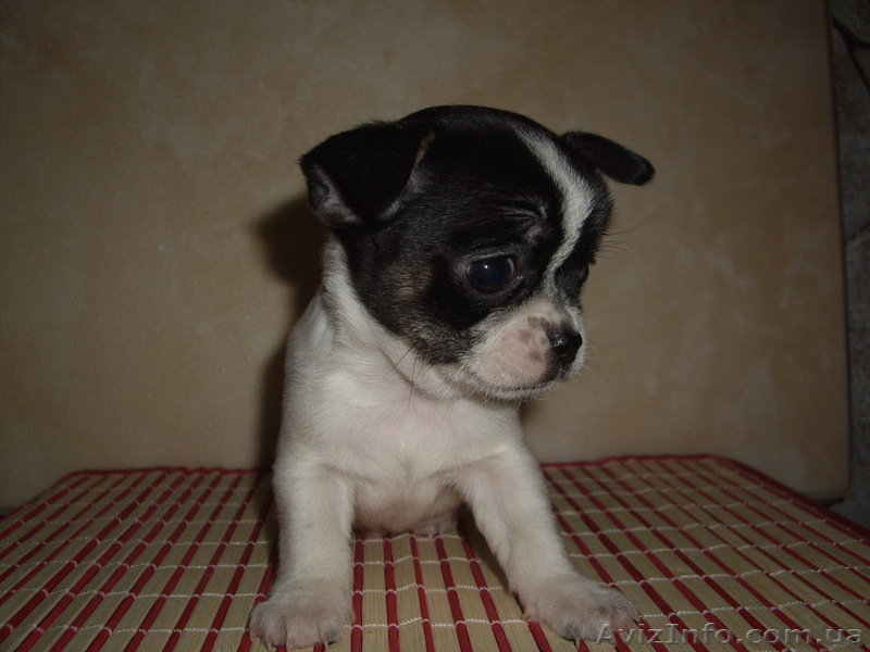 Чихуахуа. Мини щенки - <ro>Изображение</ro><ru>Изображение</ru> #4, <ru>Объявление</ru> #490203