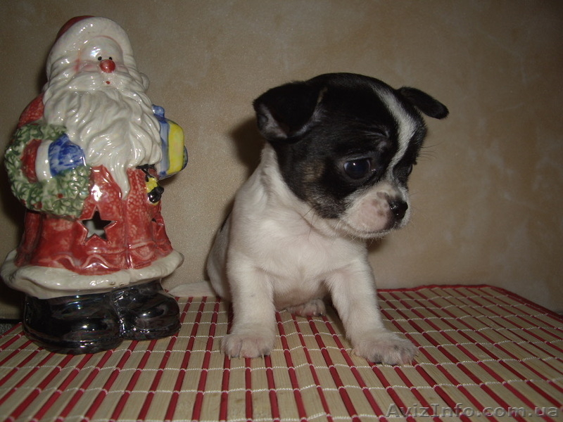 Чихуахуа. Мини щенки - <ro>Изображение</ro><ru>Изображение</ru> #5, <ru>Объявление</ru> #490203