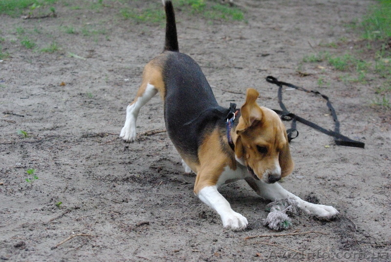 Гостиница для собак. Зоо отель. - <ro>Изображение</ro><ru>Изображение</ru> #1, <ru>Объявление</ru> #84755
