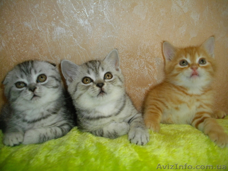 Шотландские плюшки вискасных окрасов - <ro>Изображение</ro><ru>Изображение</ru> #7, <ru>Объявление</ru> #480803